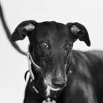 Manuel SUBASIC - CLAP IMAGES