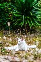 Manuel SUBASIC - CLAP IMAGES